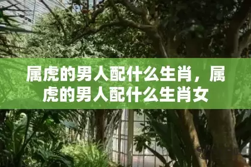 属虎的男人配什么生肖，属虎的男人配什么生肖女插图