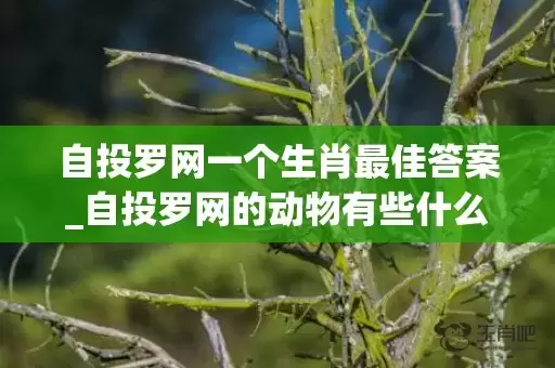 自投罗网一个生肖最佳答案_自投罗网的动物有些什么(自投罗网一个生肖最佳答案)插图