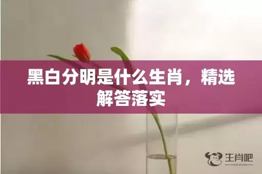 黑白分明是什么生肖，精选解答落实插图