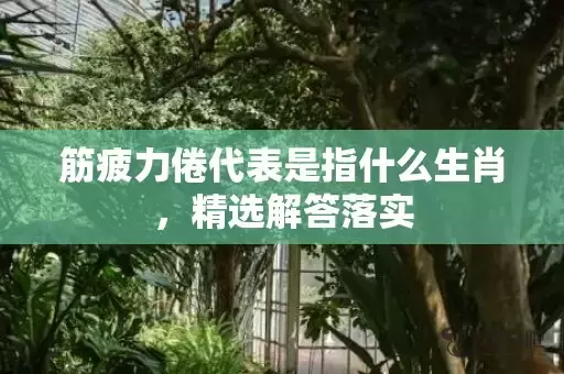 筋疲力倦代表是指什么生肖，精选解答落实插图