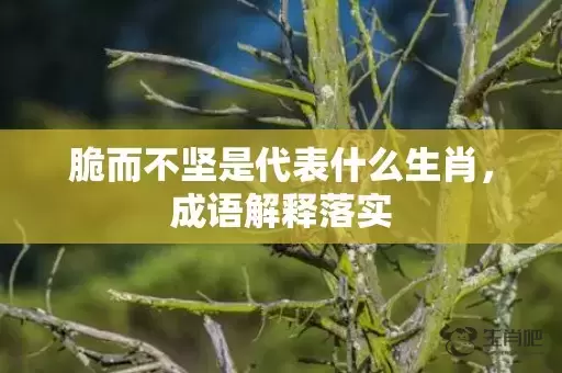 脆而不坚是代表什么生肖，成语解释落实插图