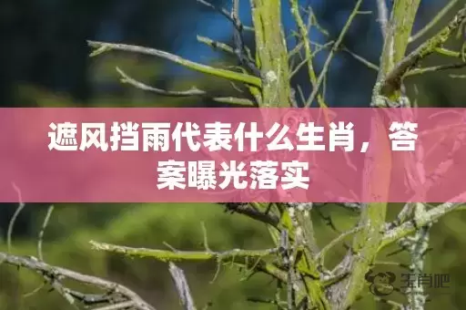 遮风挡雨代表什么生肖，答案曝光落实插图