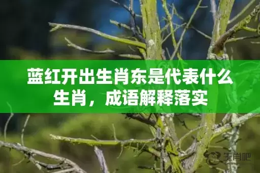 蓝红开出生肖东是代表什么生肖，成语解释落实插图