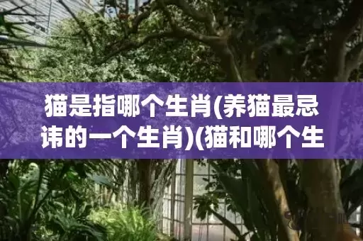 猫是指哪个生肖(养猫最忌讳的一个生肖)(猫和哪个生肖有关)插图