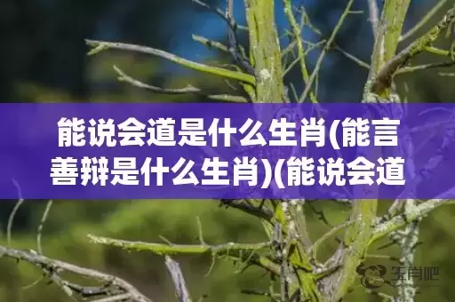 能说会道是什么生肖(能言善辩是什么生肖)(能说会道是什么生肖一)插图