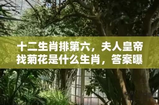十二生肖排第六，夫人皇帝找菊花是什么生肖，答案曝光落实插图
