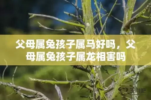 父母属兔孩子属马好吗，父母属兔孩子属龙相害吗插图