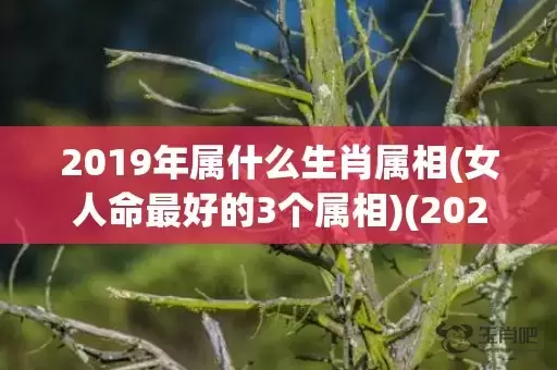 2019年属什么生肖属相(女人命最好的3个属相)(2020年属什么)插图