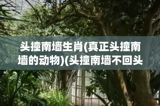 头撞南墙生肖(真正头撞南墙的动物)(头撞南墙不回头的生肖)插图