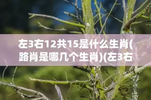 左3右12共15是什么生肖(路肖是哪几个生肖)(左3右12共15画代表什么生肖)插图
