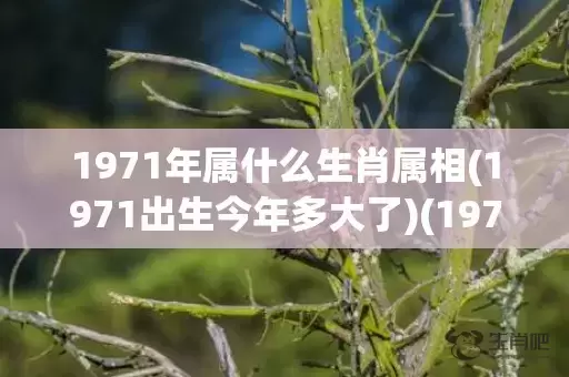 1971年属什么生肖属相(1971出生今年多大了)(1977年属什么)插图