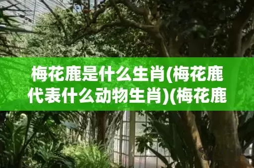 梅花鹿是什么生肖(梅花鹿代表什么动物生肖)(梅花鹿是什么生肖的动物)插图