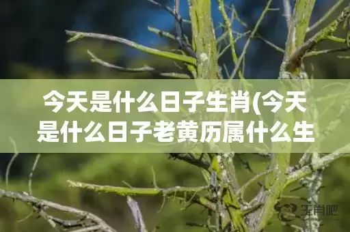 今天是什么日子生肖(今天是什么日子老黄历属什么生肖)(今天是什么日子生肖农历几号)插图