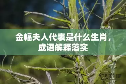金幅夫人代表是什么生肖，成语解释落实插图