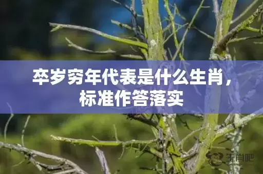 卒岁穷年代表是什么生肖，标准作答落实插图