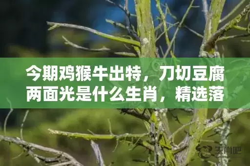 今期鸡猴牛出特，刀切豆腐两面光是什么生肖，精选落实插图
