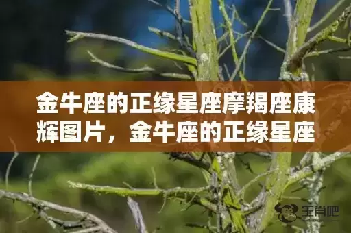 金牛座的正缘星座摩羯座康辉图片，金牛座的正缘星座是什么插图