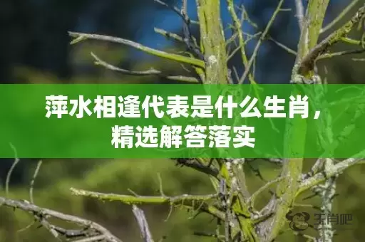 萍水相逢代表是什么生肖，精选解答落实插图