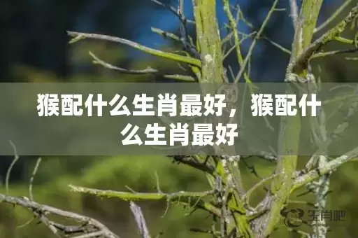 猴配什么生肖最好，猴配什么生肖最好插图