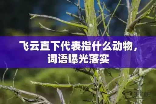 飞云直下代表指什么动物，词语曝光落实插图