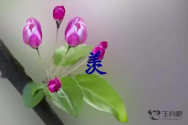 羡字是什么生肖（羡字打一生肖）插图